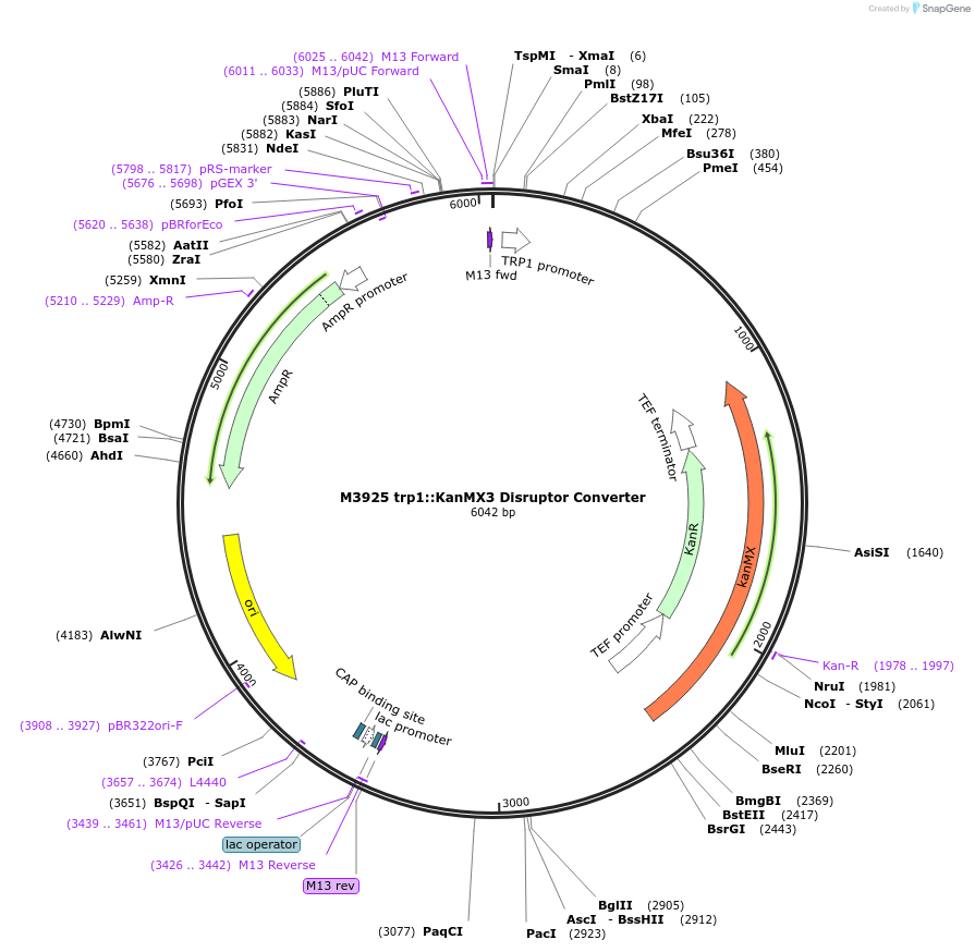 51681-plasmid-map-sequence-id-79100