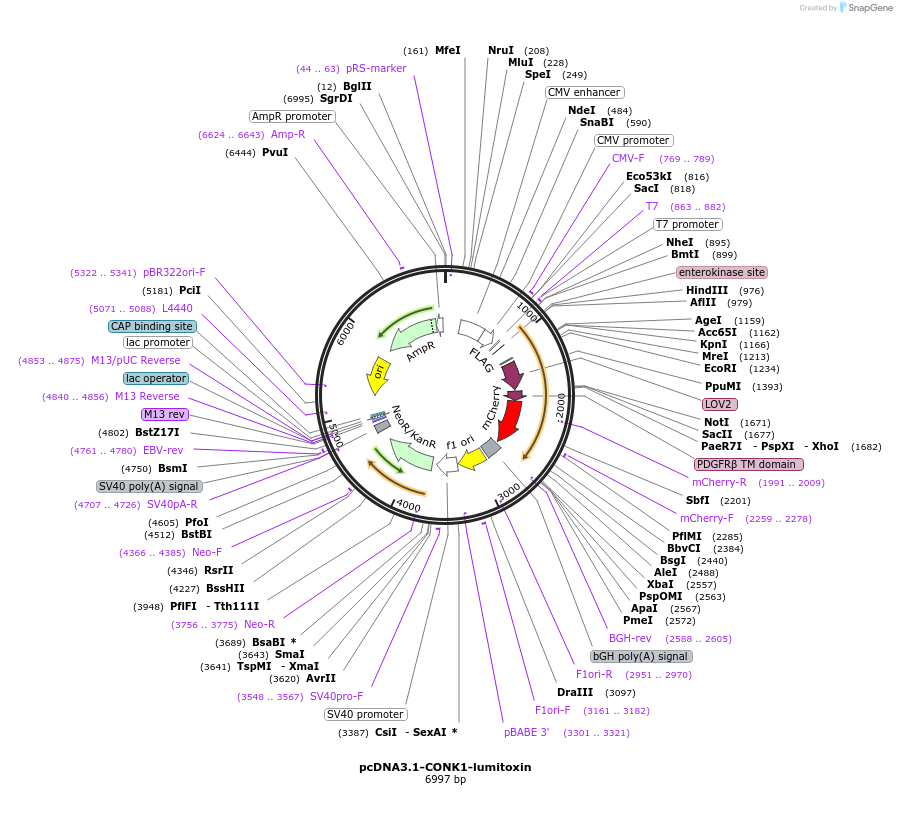 51689-plasmid-map-sequence-id-79104