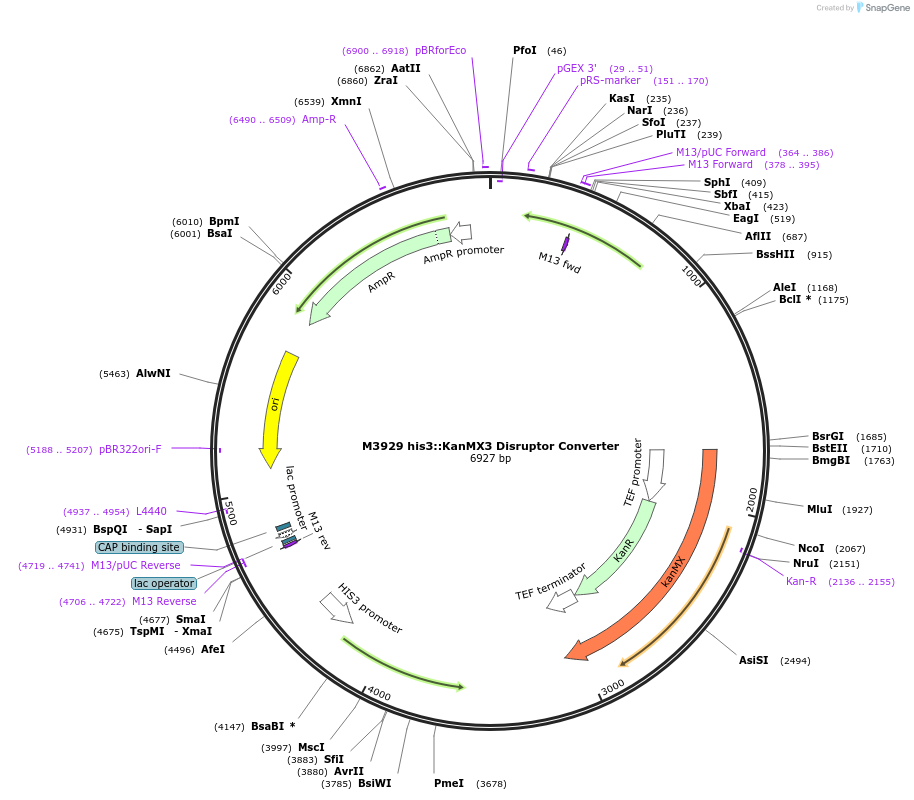 51679-plasmid-map-sequence-id-79107