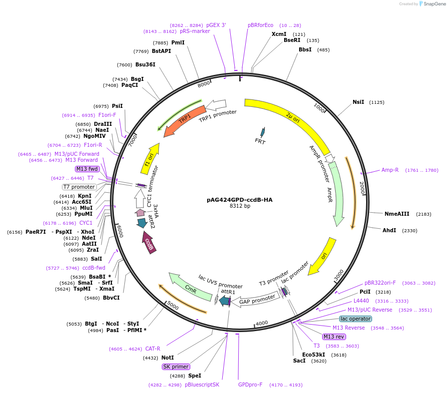 14248-plasmid-map-sequence-id-7911