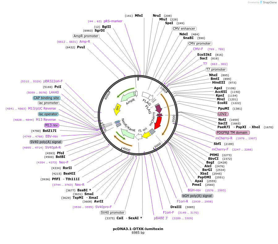 51691-plasmid-map-sequence-id-79110