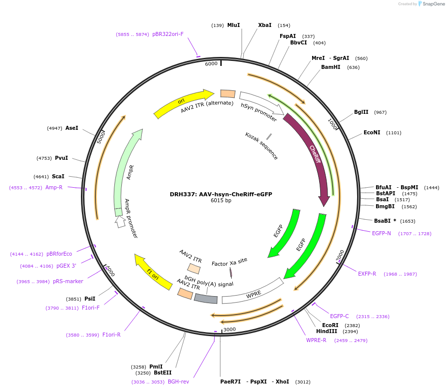 51697-plasmid-map-sequence-id-79124