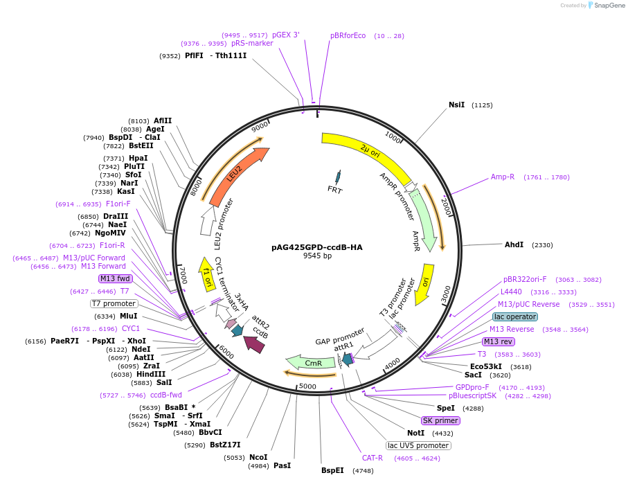 14250-plasmid-map-sequence-id-7913