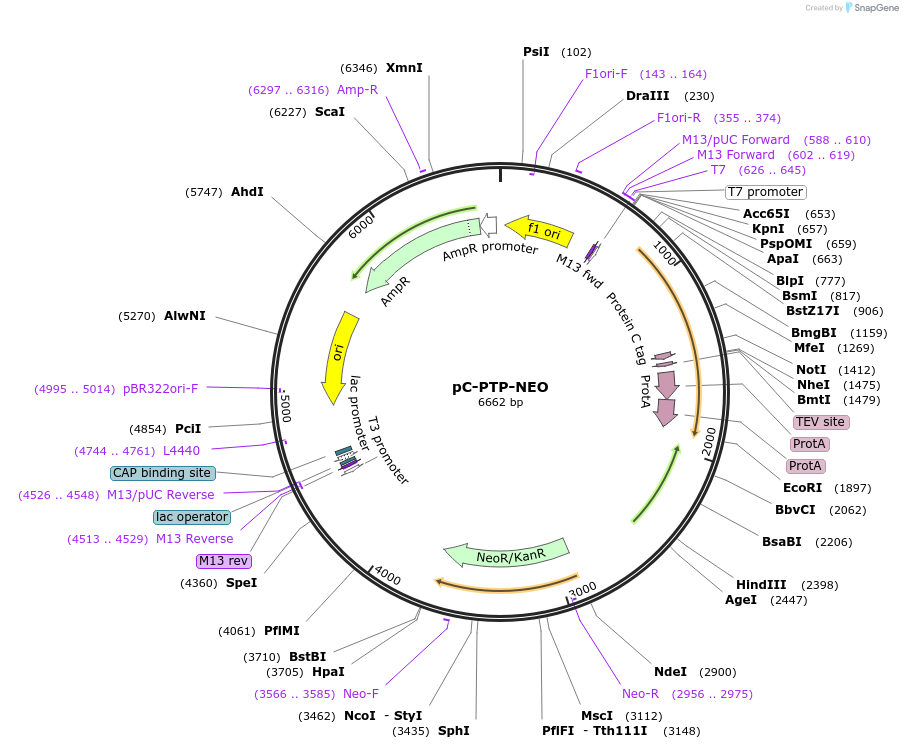 51710-plasmid-map-sequence-id-79156