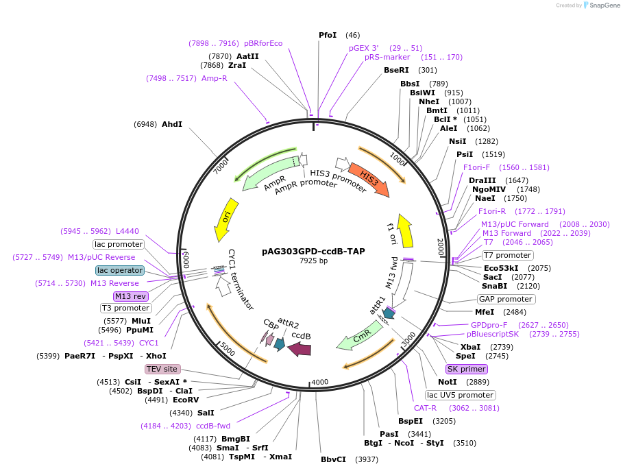 14254-plasmid-map-sequence-id-7917