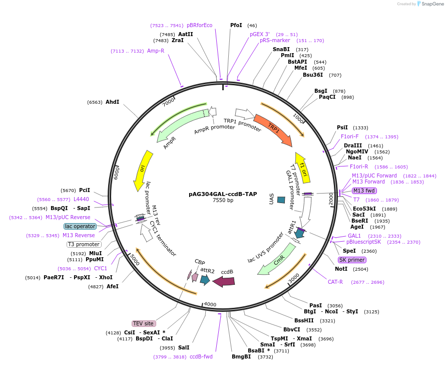 14255-plasmid-map-sequence-id-7918