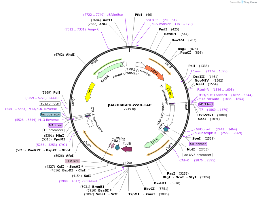 14256-plasmid-map-sequence-id-7919