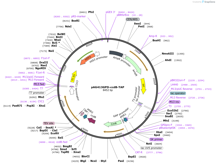 14262-plasmid-map-sequence-id-7925