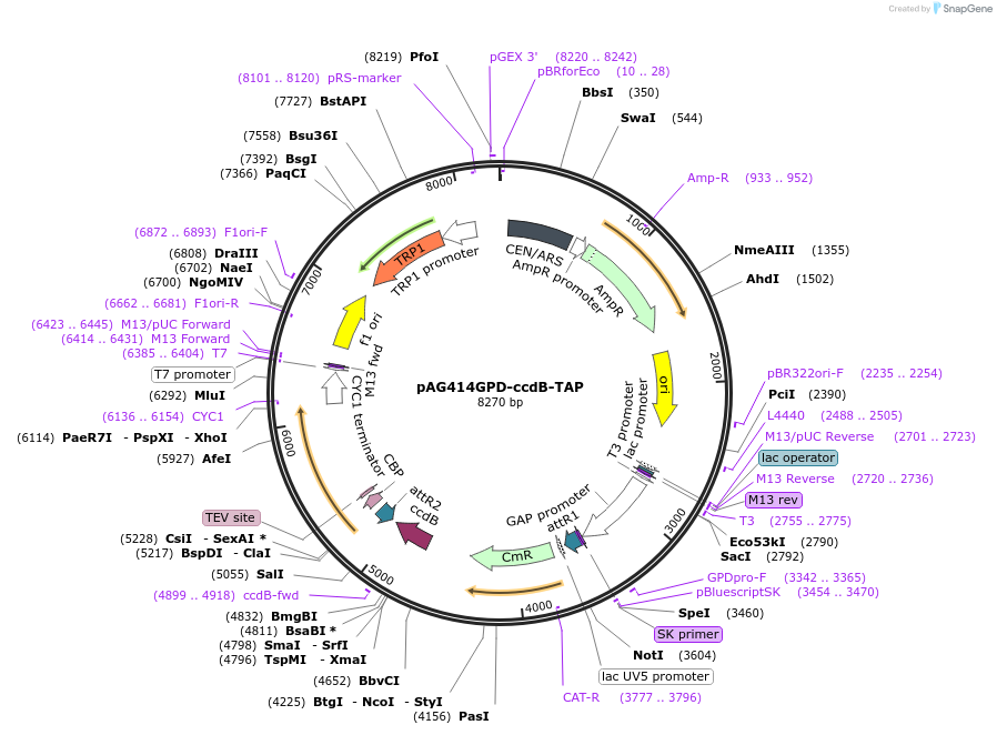 14264-plasmid-map-sequence-id-7927