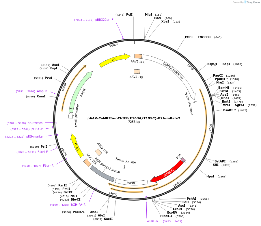 51092-plasmid-map-sequence-id-79306