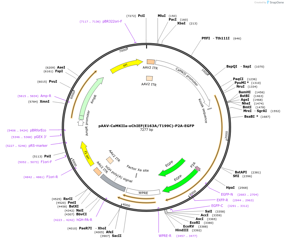 51093-plasmid-map-sequence-id-79313