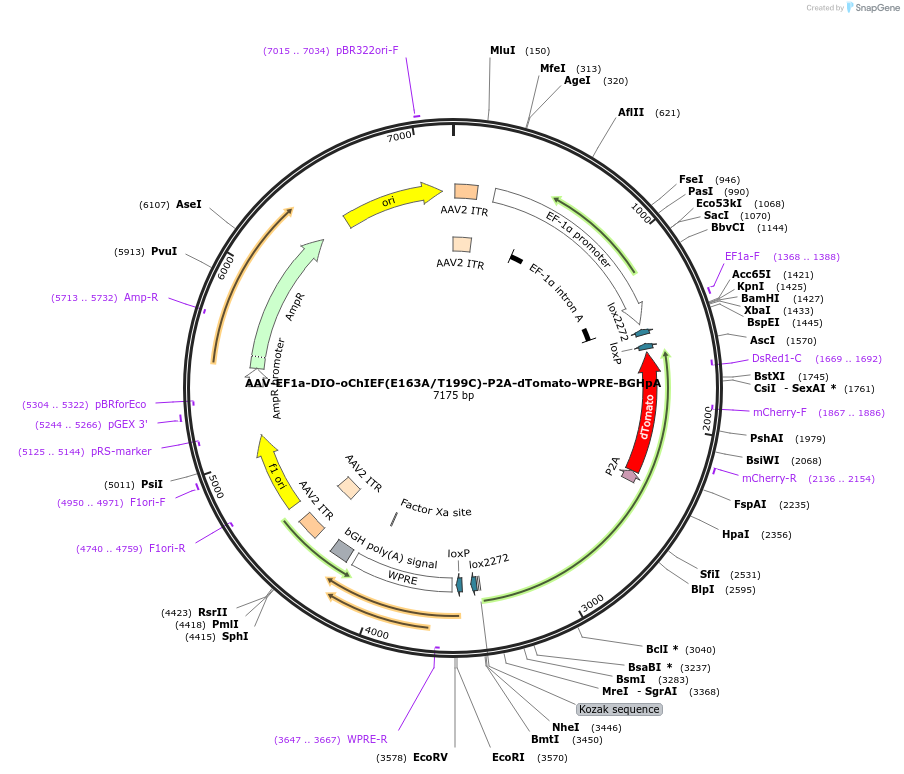 51094-plasmid-map-sequence-id-79315
