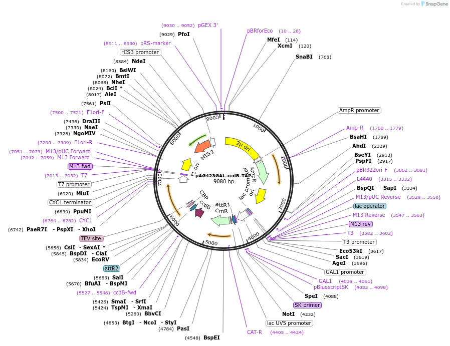 14269-plasmid-map-sequence-id-7932