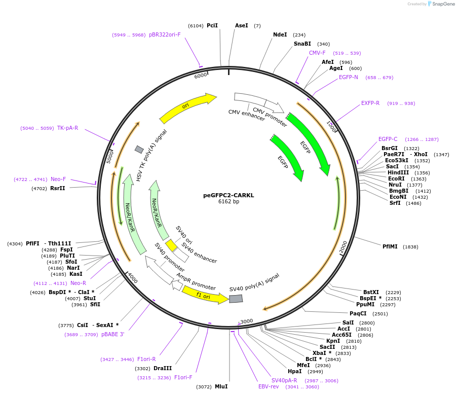 51748-plasmid-map-sequence-id-79333