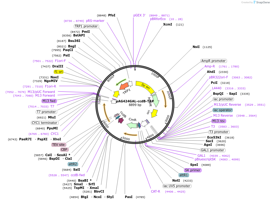 14271-plasmid-map-sequence-id-7934