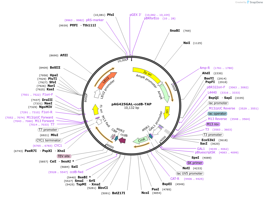 14273-plasmid-map-sequence-id-7936