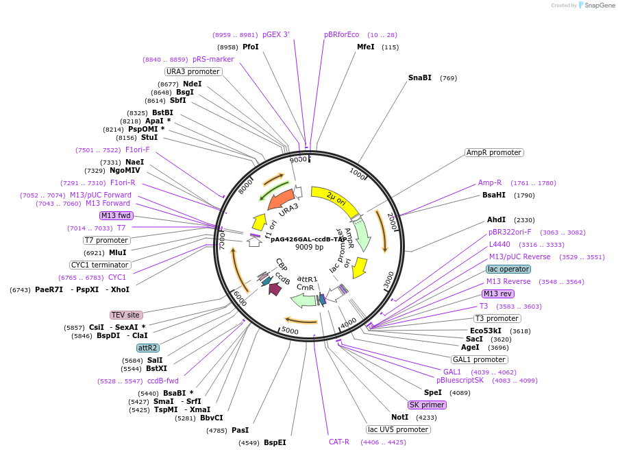14275-plasmid-map-sequence-id-7938
