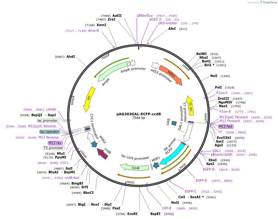 14277-plasmid-map-sequence-id-7940