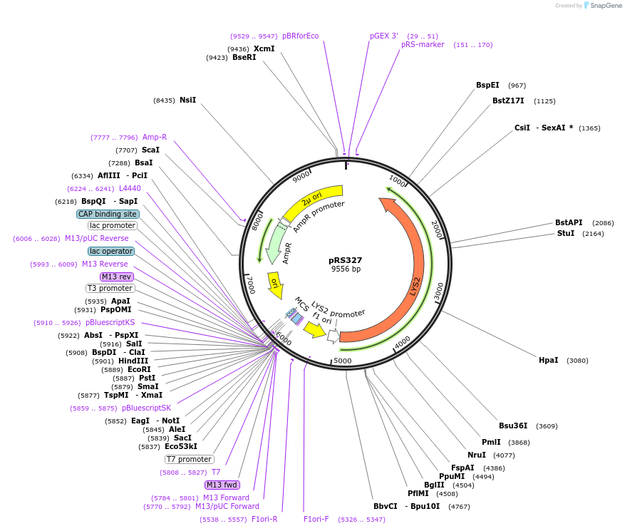 51787-plasmid-map-sequence-id-79428