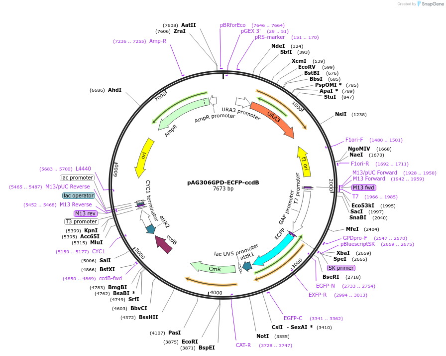14284-plasmid-map-sequence-id-7947
