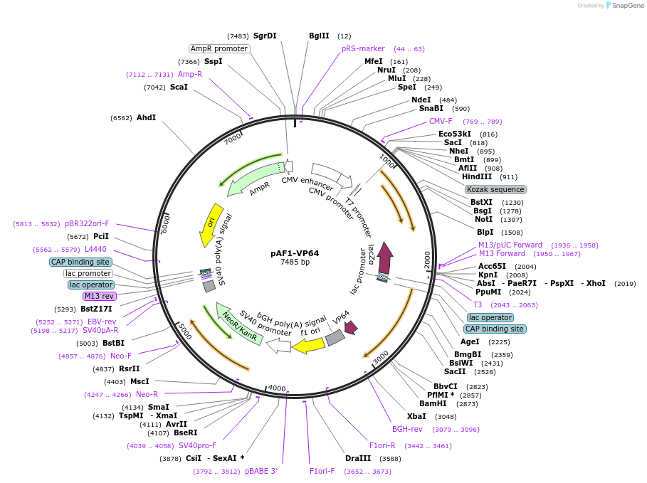 51427-plasmid-map-sequence-id-79487