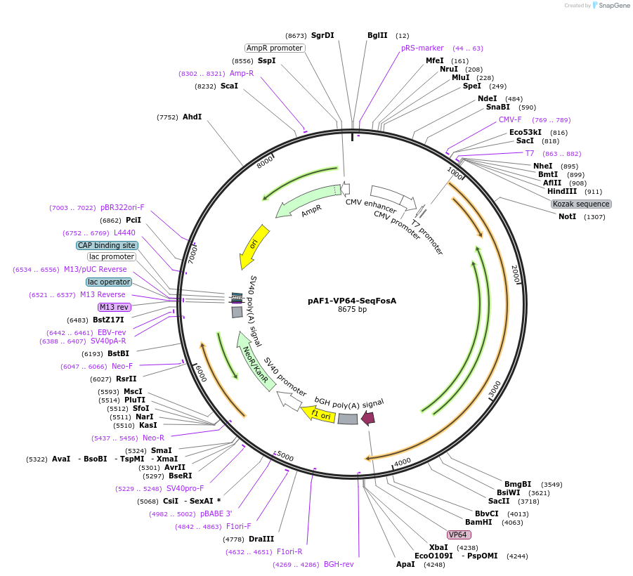 51430-plasmid-map-sequence-id-79489