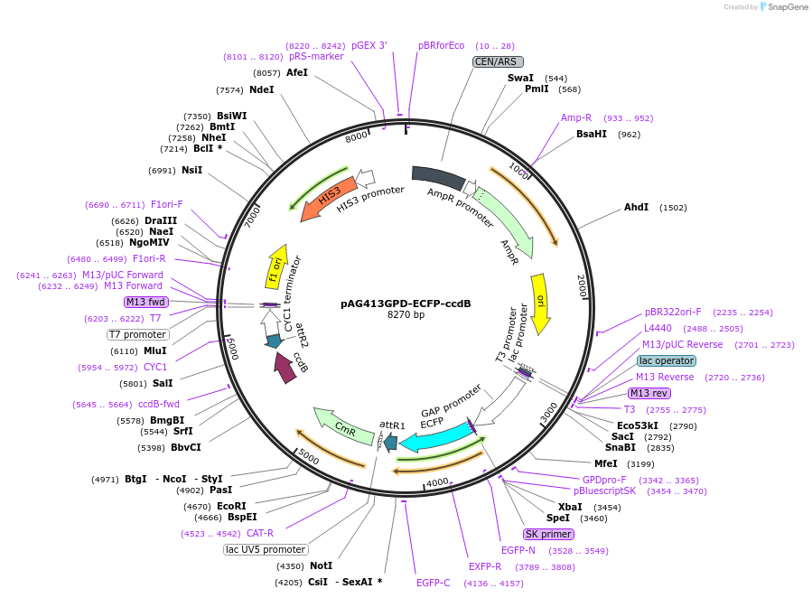 14286-plasmid-map-sequence-id-7949