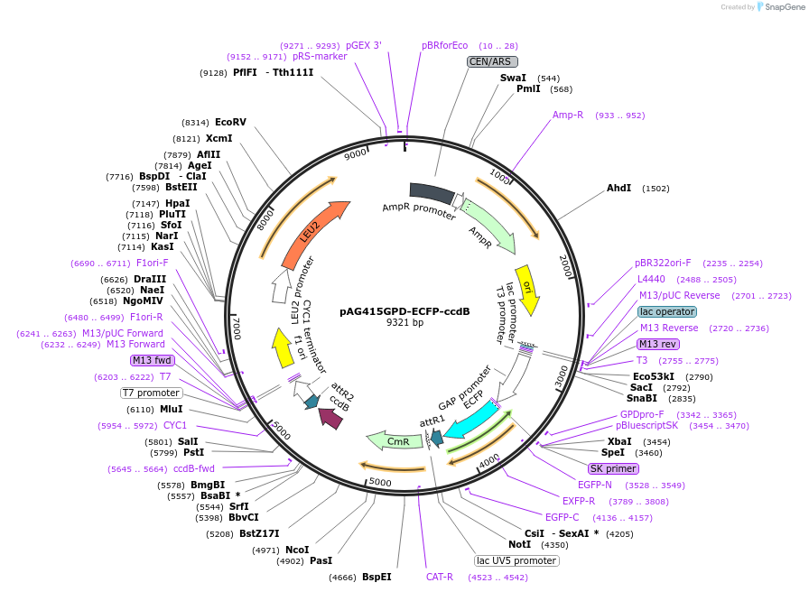 14290-plasmid-map-sequence-id-7953