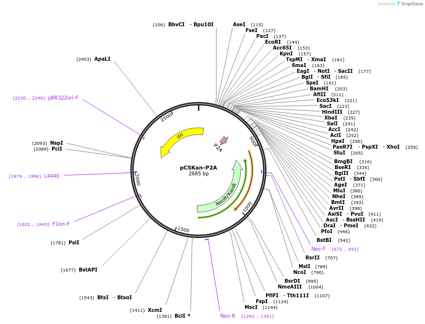 51814-plasmid-map-sequence-id-79554