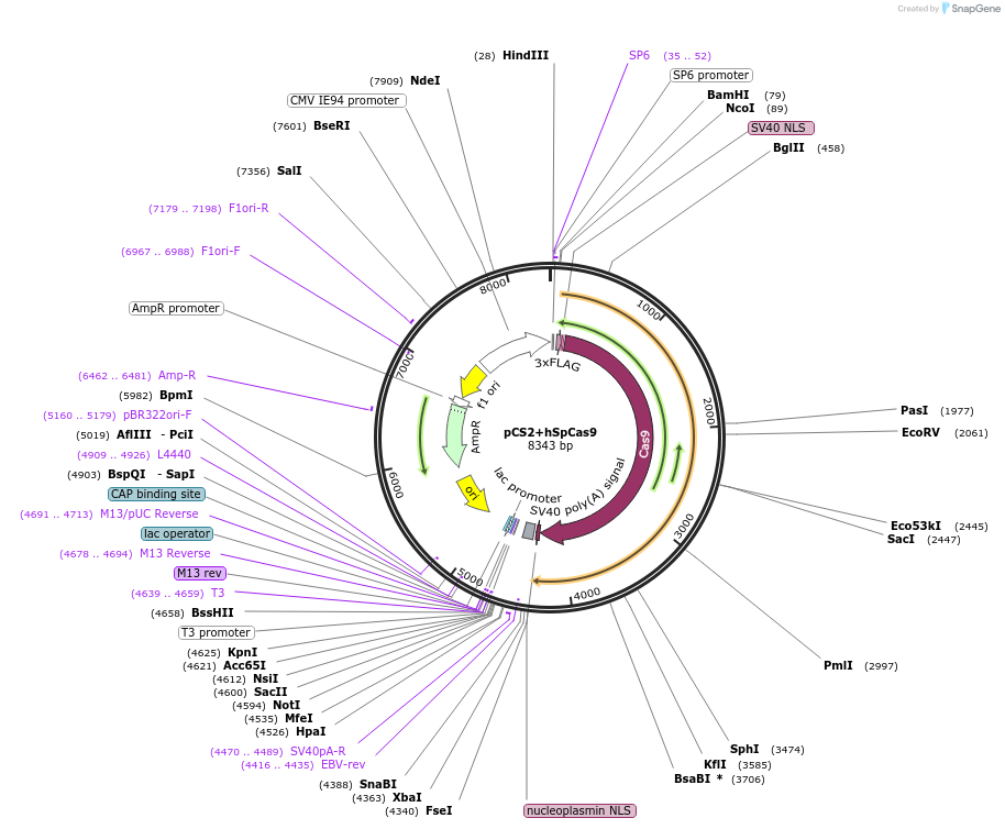 51815-plasmid-map-sequence-id-79556