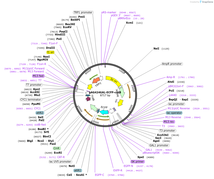 14295-plasmid-map-sequence-id-7958