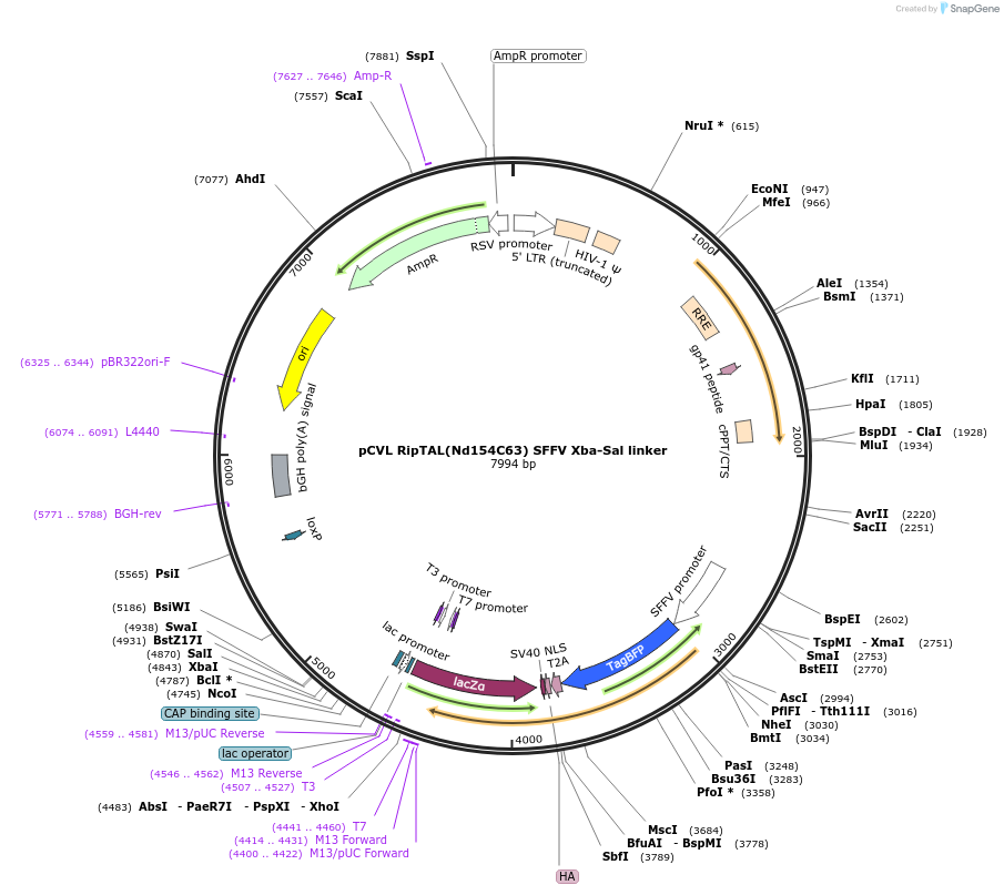 50627-plasmid-map-sequence-id-79594