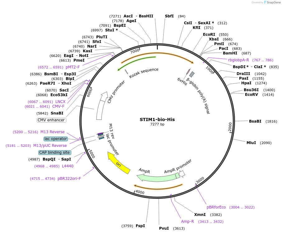 51830-plasmid-map-sequence-id-79666