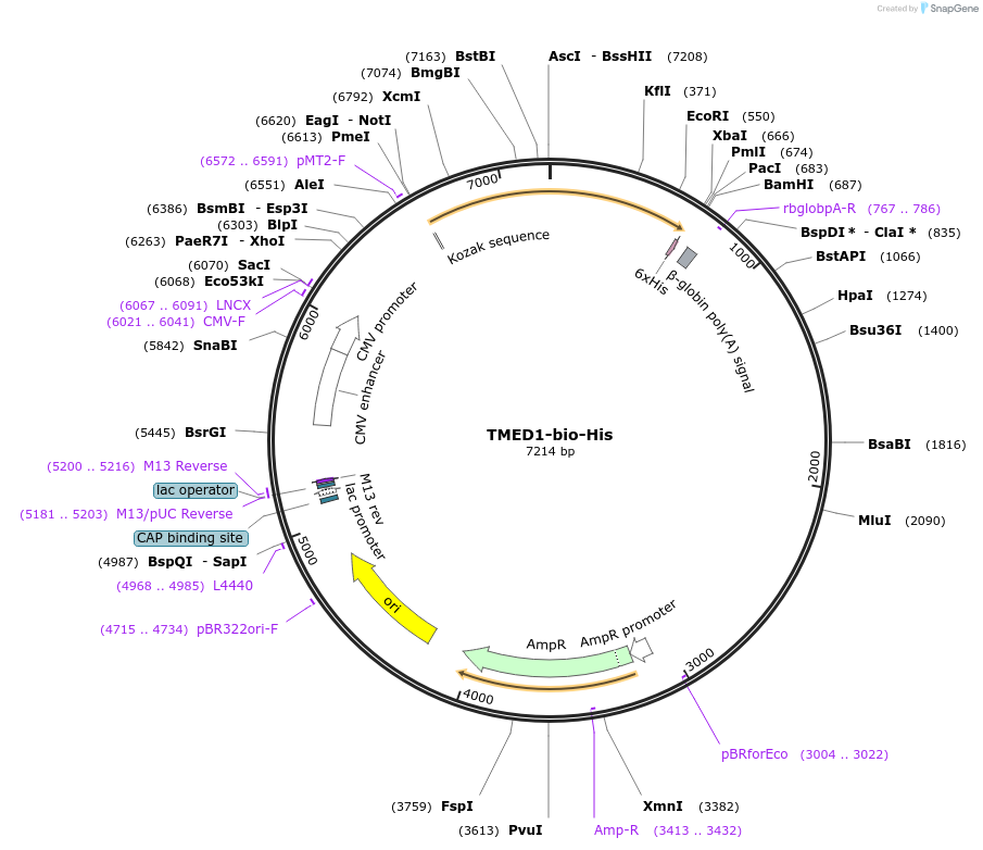 51832-plasmid-map-sequence-id-79669