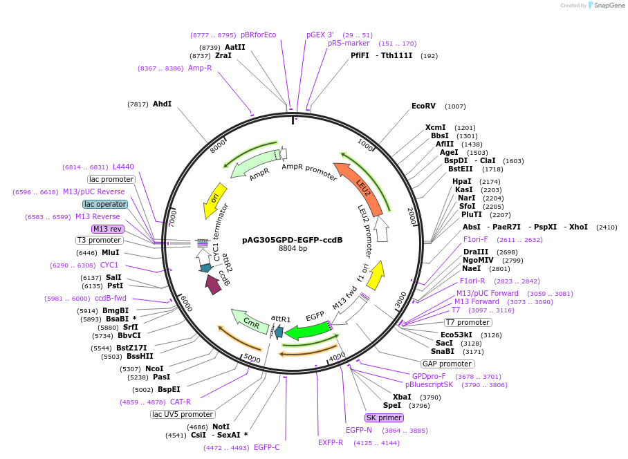 14306-plasmid-map-sequence-id-7969