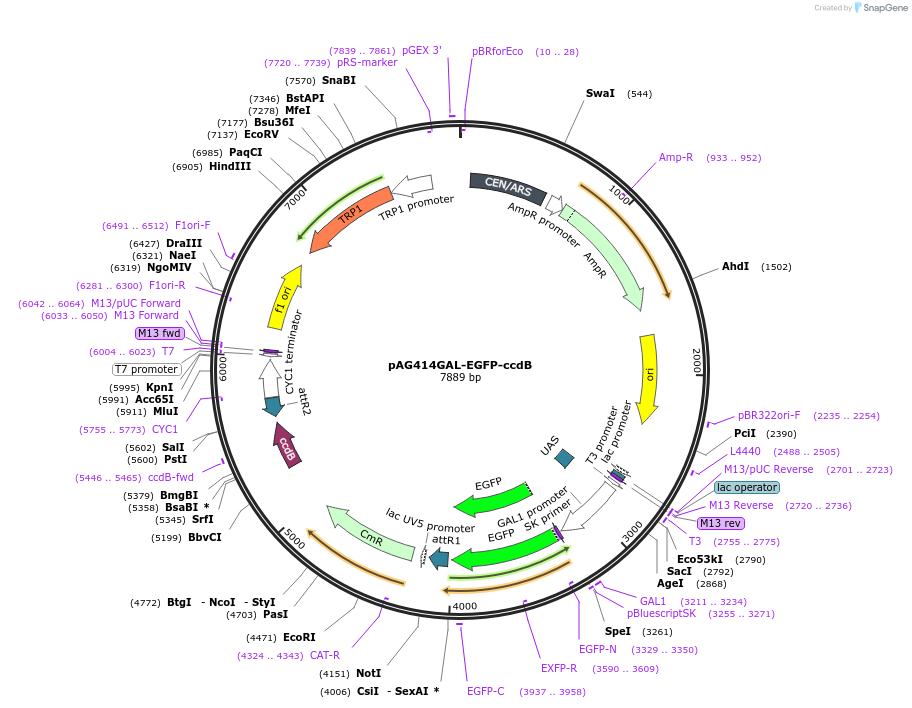 14311-plasmid-map-sequence-id-7974
