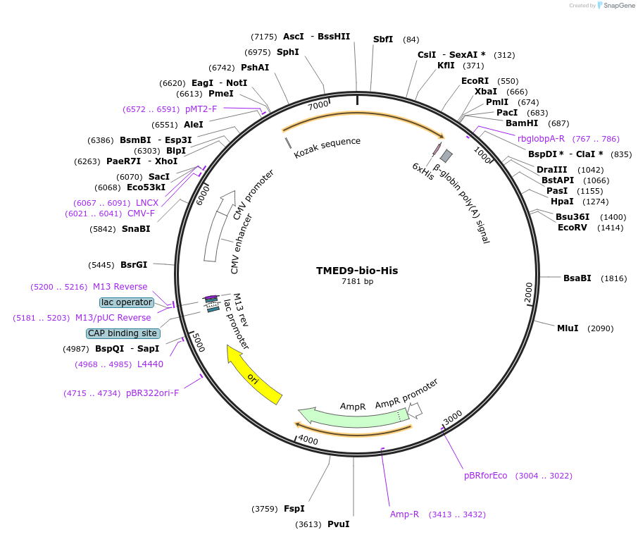 51855-plasmid-map-sequence-id-79742