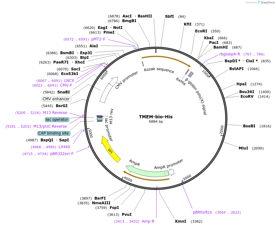51856-plasmid-map-sequence-id-79743