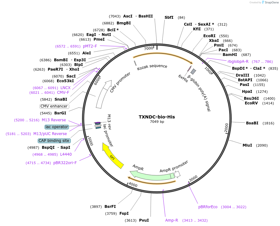 51858-plasmid-map-sequence-id-79746