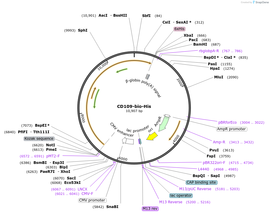 51862-plasmid-map-sequence-id-79754