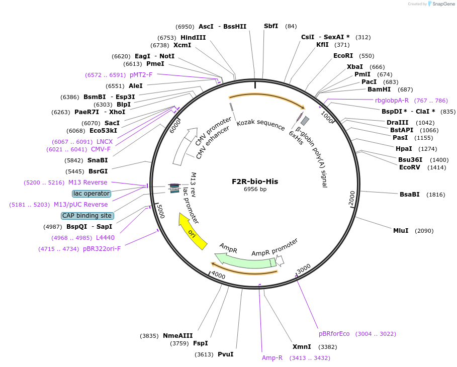 51863-plasmid-map-sequence-id-79756