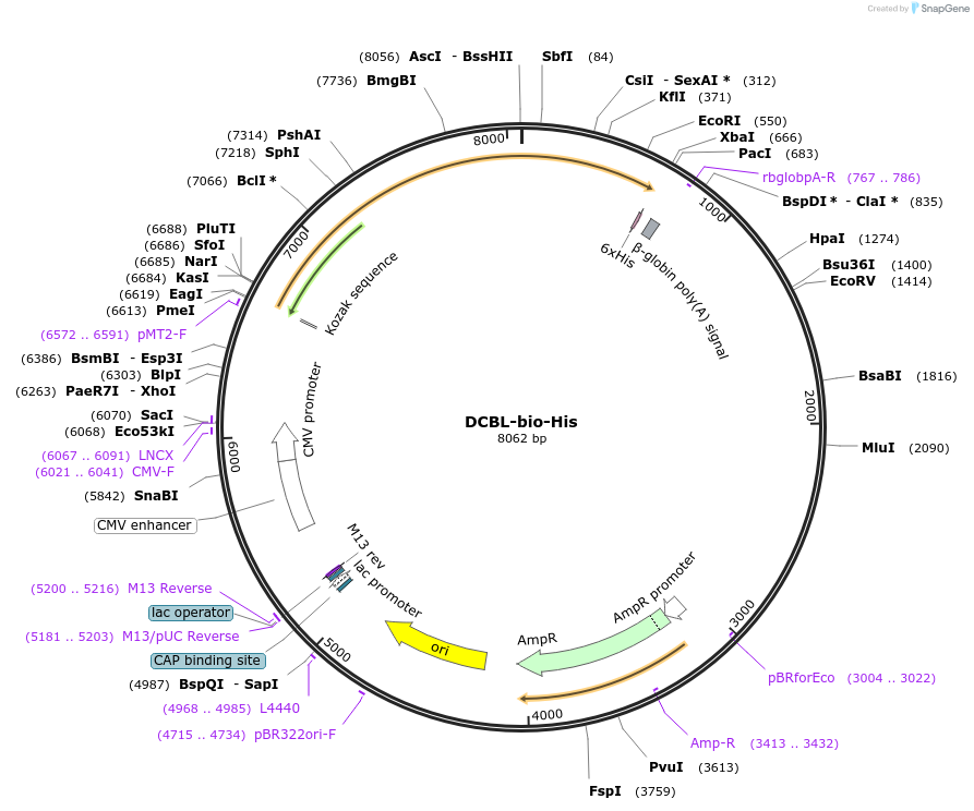 51867-plasmid-map-sequence-id-79763