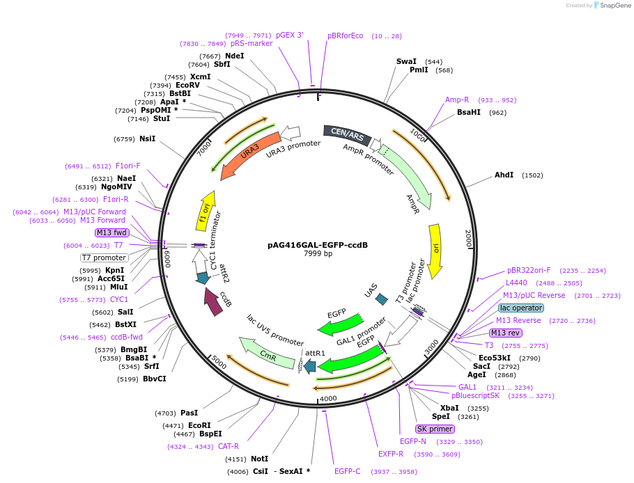14315-plasmid-map-sequence-id-7978