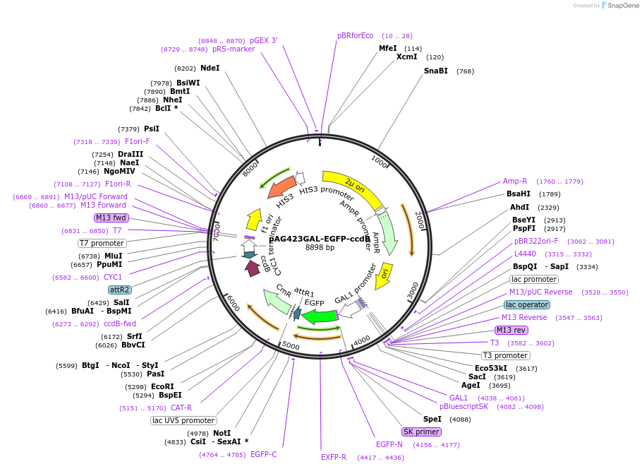 14317-plasmid-map-sequence-id-7980