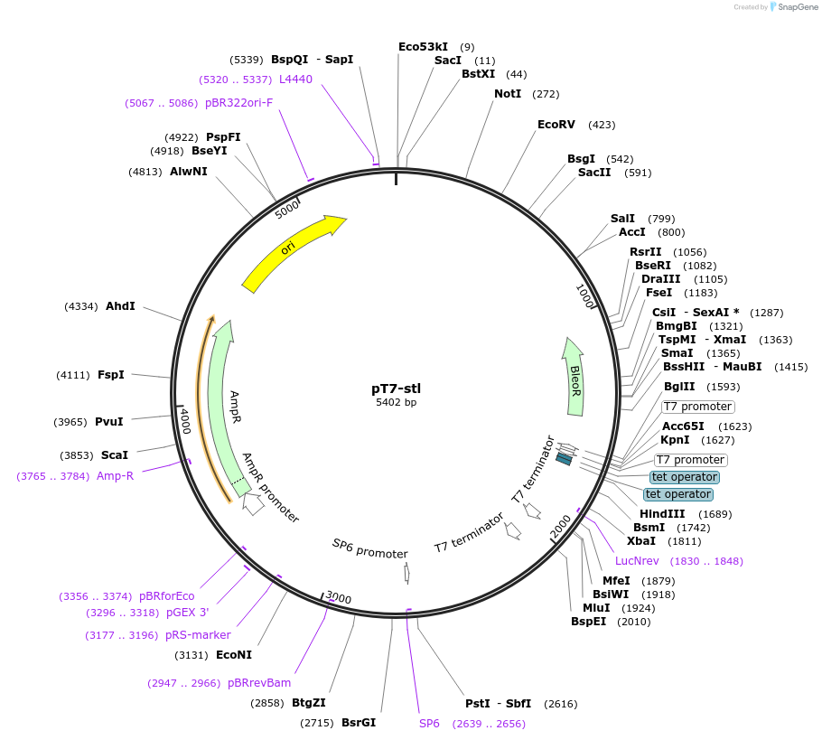51721-plasmid-map-sequence-id-79842