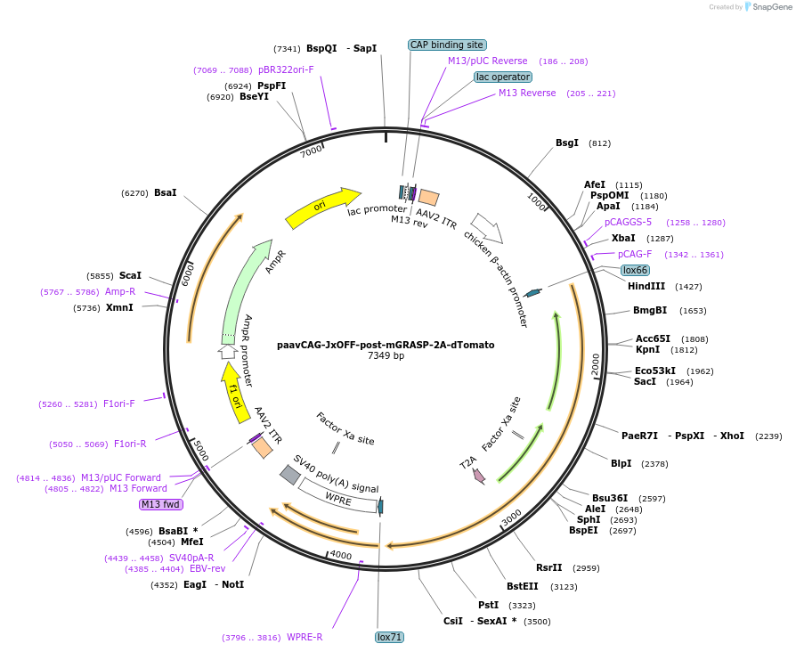 51906-plasmid-map-sequence-id-79877