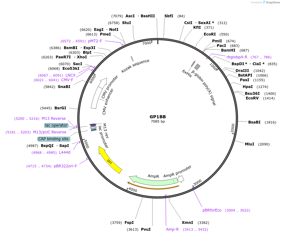 51908-plasmid-map-sequence-id-79887