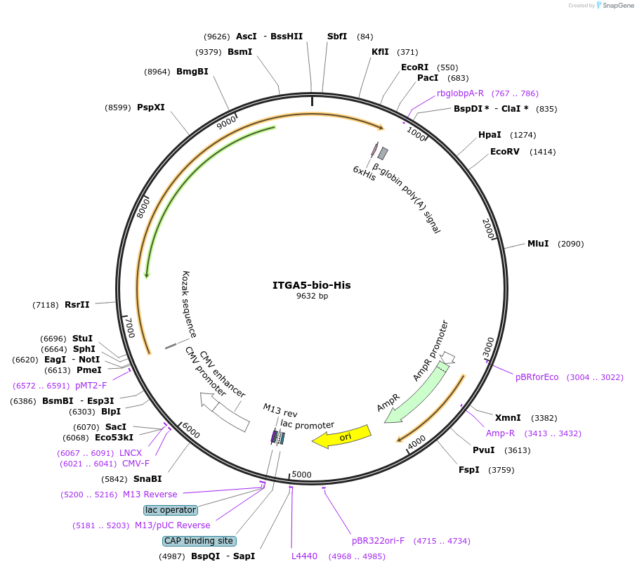 51909-plasmid-map-sequence-id-79891