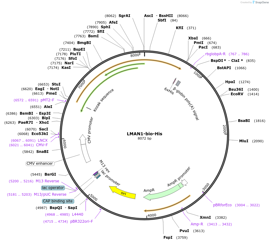51922-plasmid-map-sequence-id-79902
