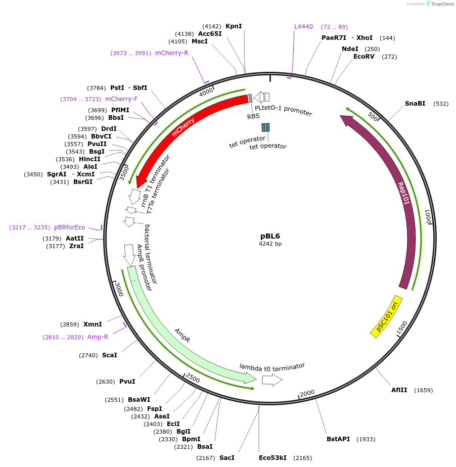 50549-plasmid-map-sequence-id-79909